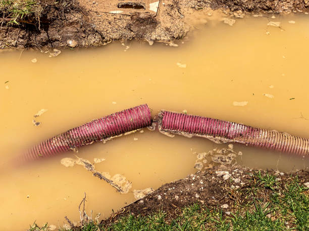 Best Water damage cleanup near me  in Shoh, IL
