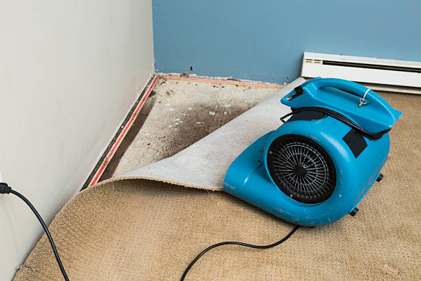 Best Mold removal after water damage  in Shoh, IL